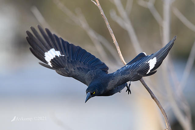 currawong 5625