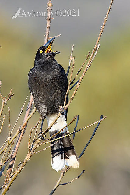 currawong 5791