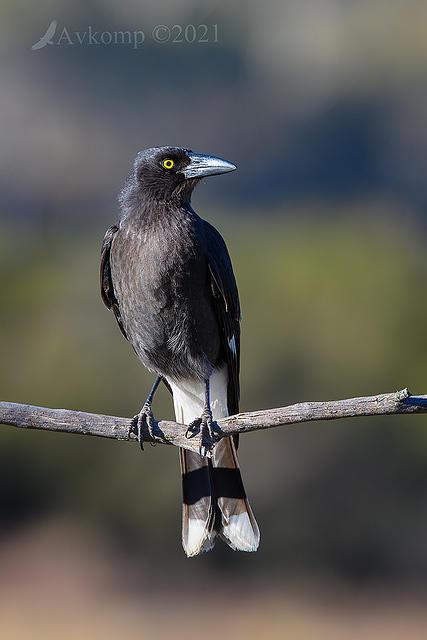 currawong 5834