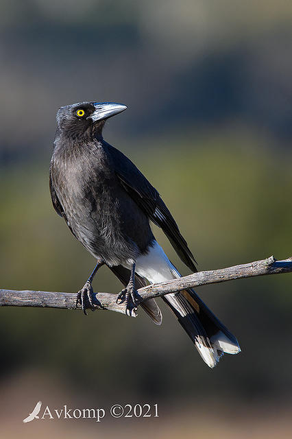 currawong 5835