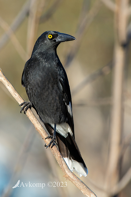 currawong 9815