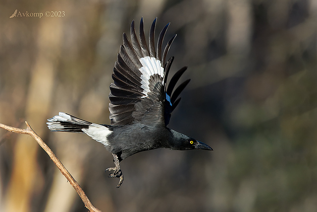 currawong 9829