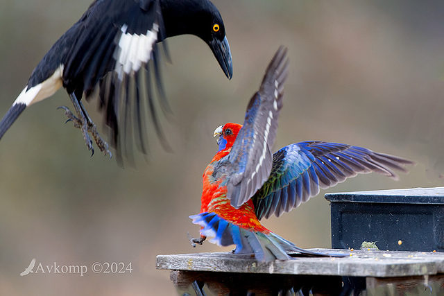 currawong and rosella fight 12052