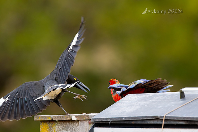 currawong and rosella fight 12053