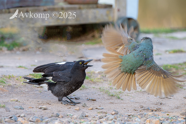 currawong vs bower bird 13355