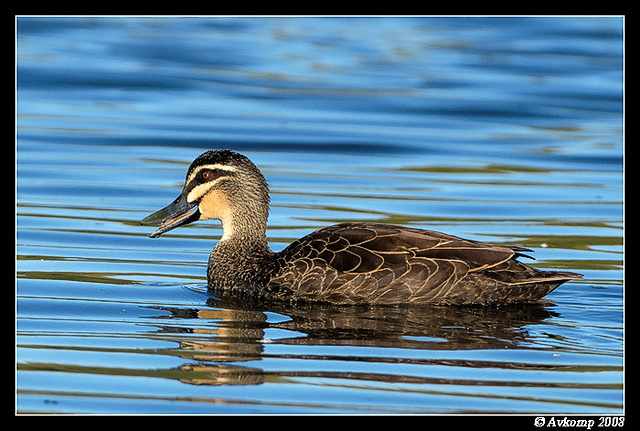 d300 blackduck0999