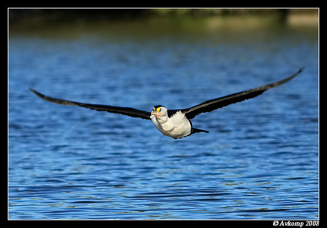 d300cormorant0988