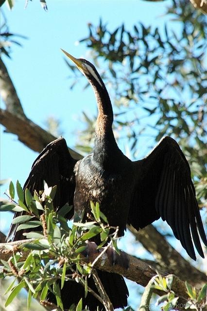 darter drying wings std