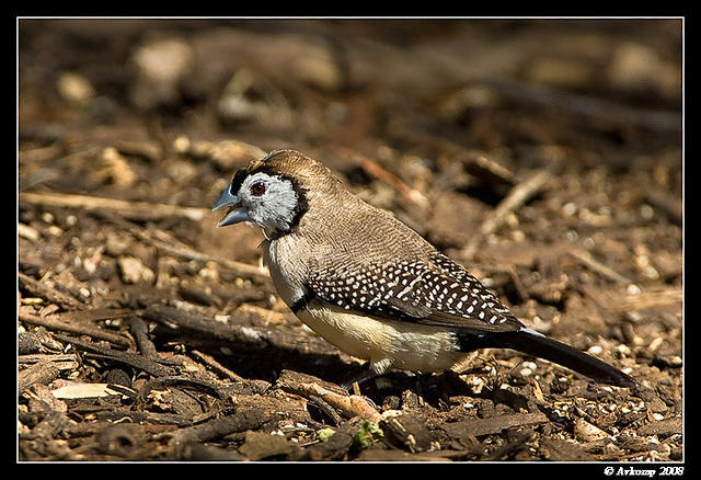 double bar finch 1032