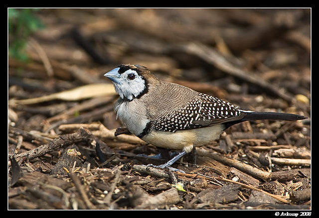 double bar finch 1035