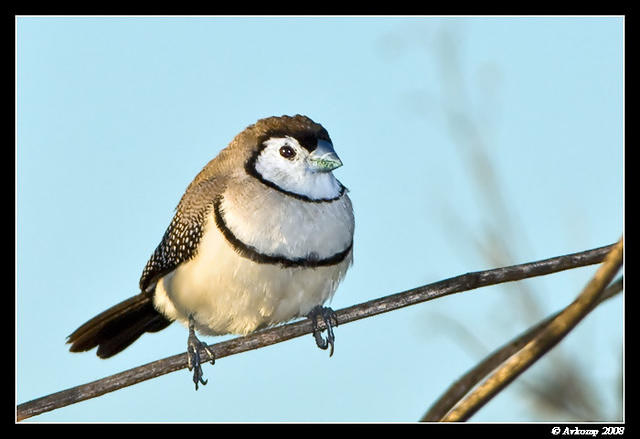 double barred finch 1856