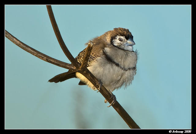 double barred finch 1858