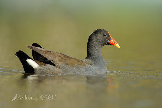 dusky moorhen 5150