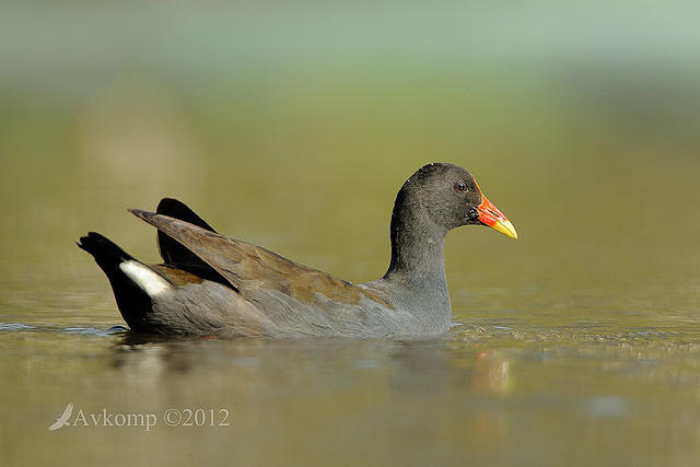 dusky moorhen 5151