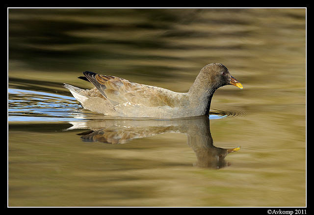 dusky moorhen 0453