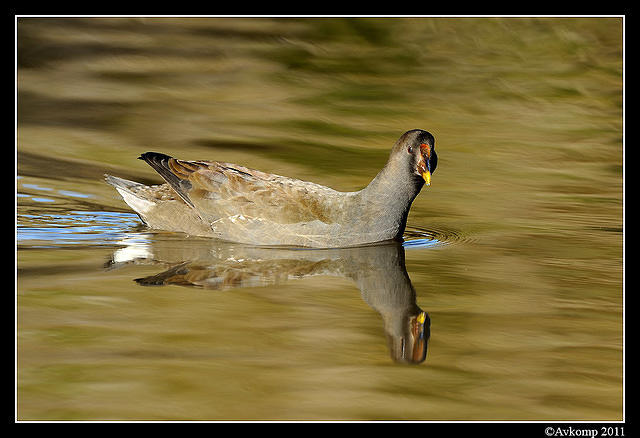 dusky moorhen 0454