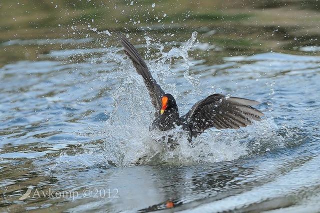 dusky moorhen 4923