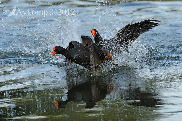 dusky moorhen 4927