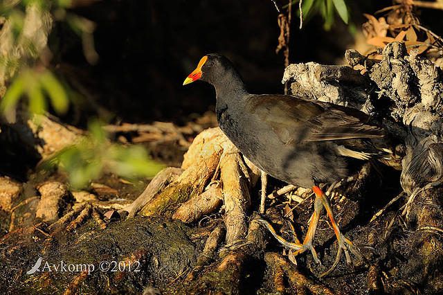 dusky moorhen 5473