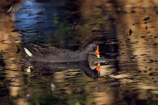 dusky moorhen 5475