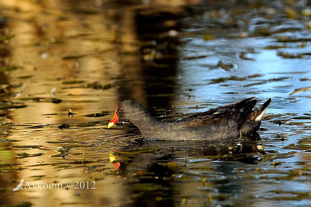 dusky moorhen 5478