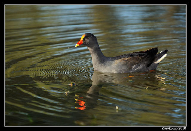 dusky moorhen 5966