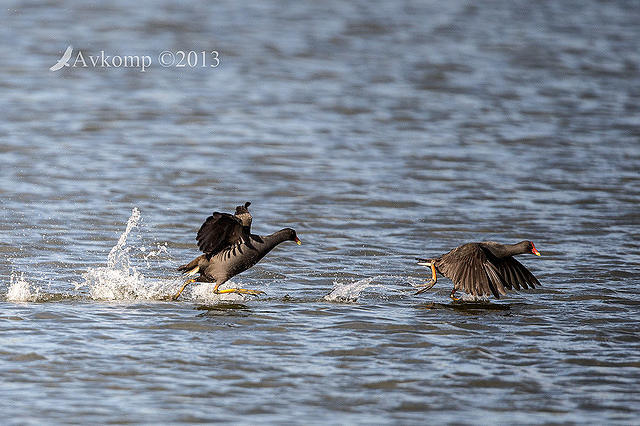 dusky moorhen 8286