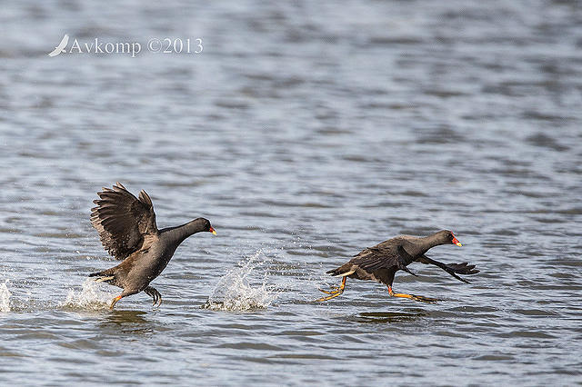 dusky moorhen 8290