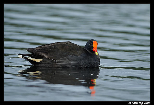 dusky moorhen3136