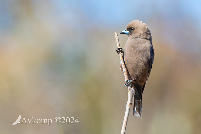 dusky woodswallow 11738