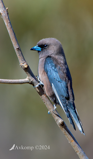 dusky woodswallow 11742