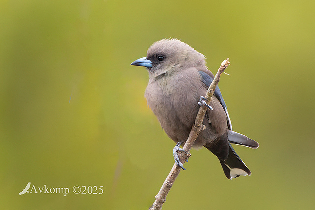 dusky woodswallow 13370