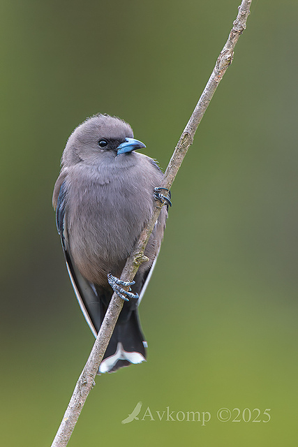 dusky woodswallow 13376