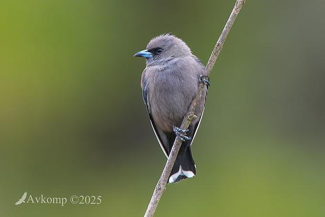 dusky woodswallow 13377