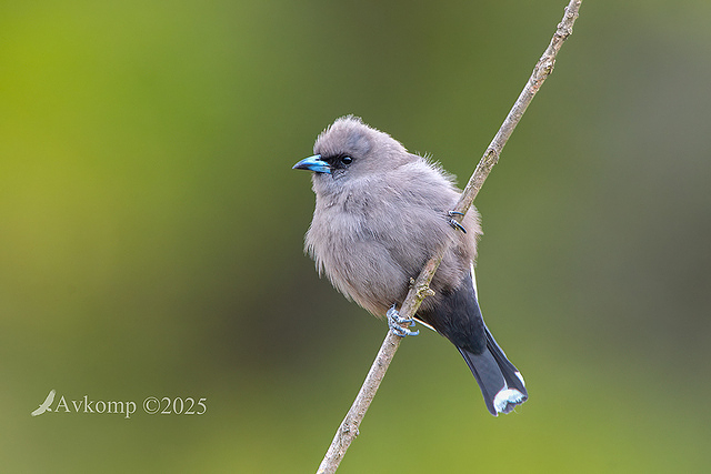 dusky woodswallow 13382