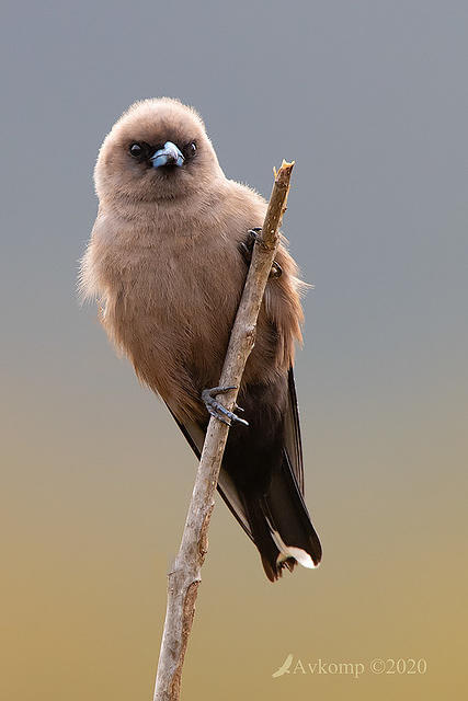 dusky woodswallow 3006