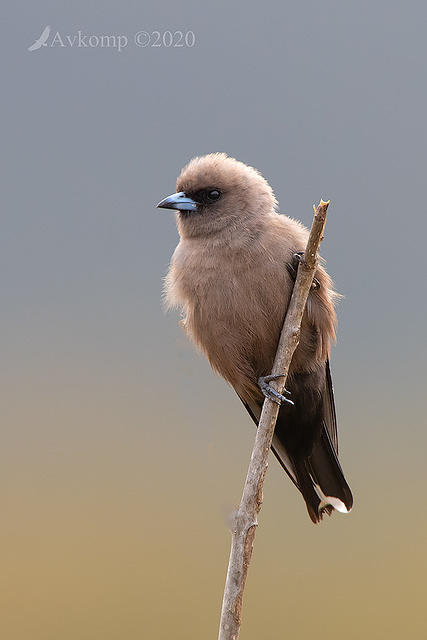 dusky woodswallow 3009