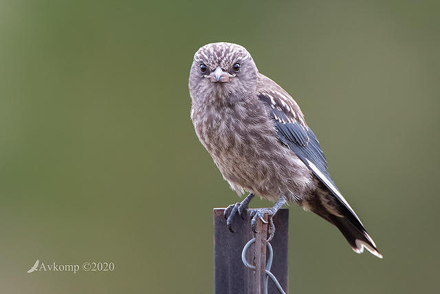 dusky woodswallow 3022