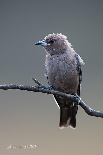 dusky woodswallow 3035