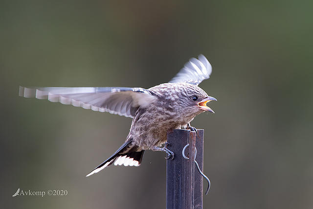 dusky woodswallow 3044