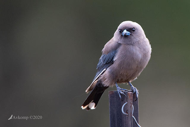 dusky woodswallow 3051