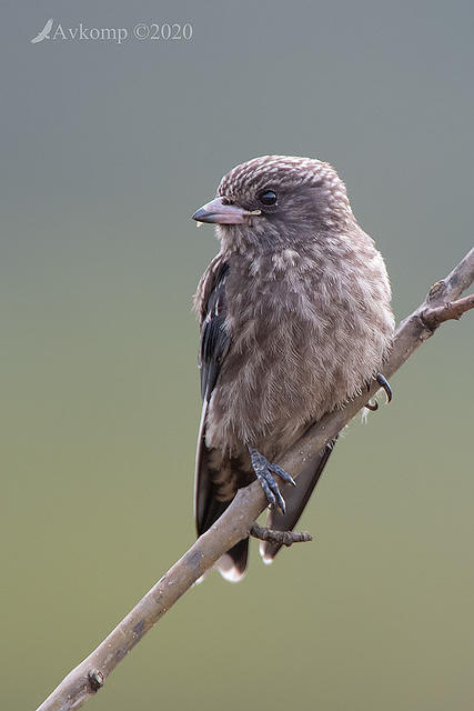 dusky woodswallow 3059