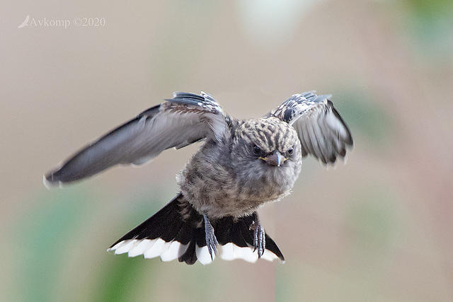 dusky woodswallow 3063