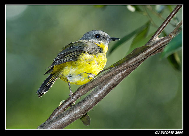 easter yellow robin 1