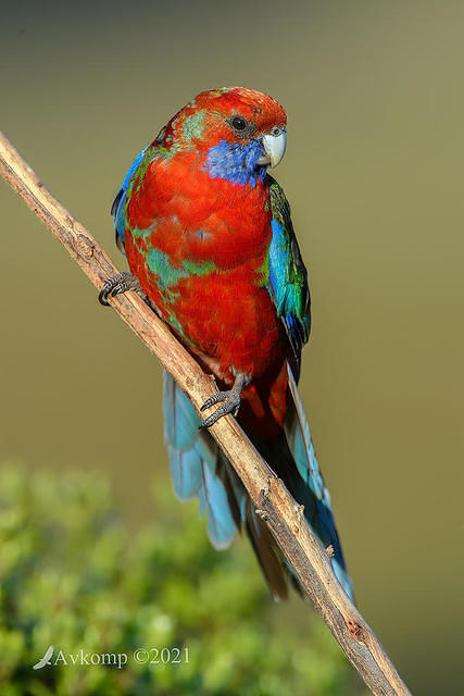 eastern rosella 6028