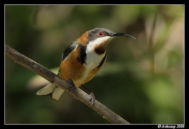 eastern spinebill 2481