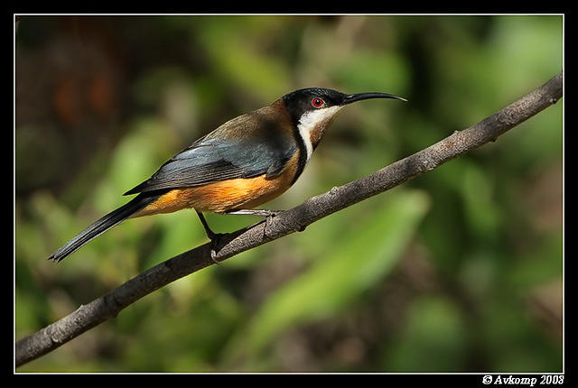 eastern spinebill 2483