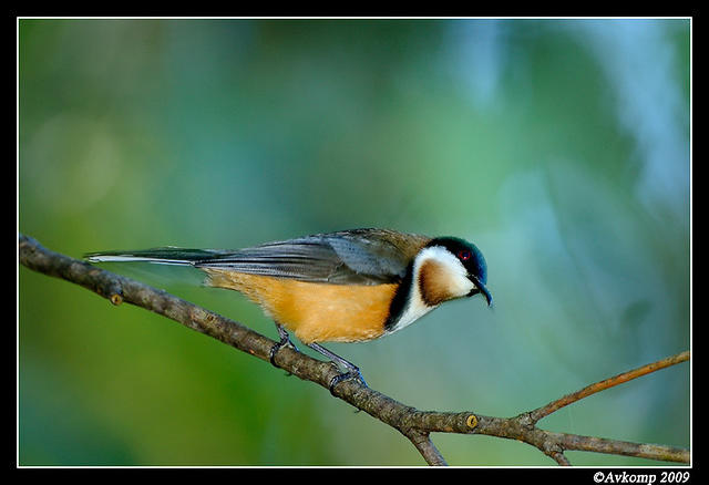 eastern spinebill 4375