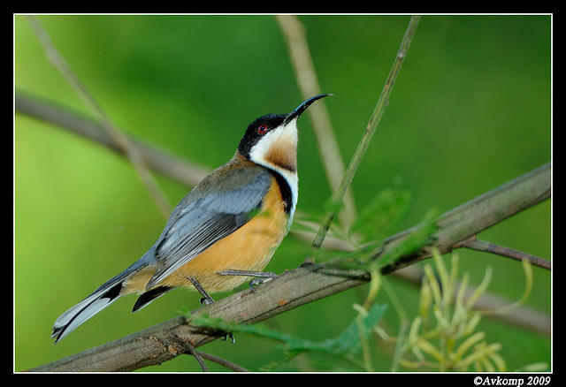 eastern spinebill 4380