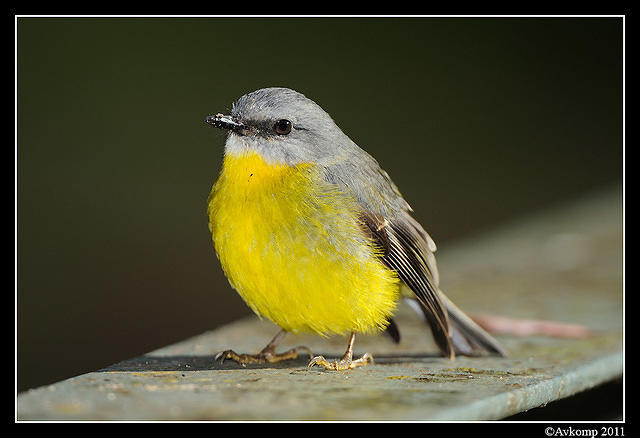 eastern yellow robin 0285